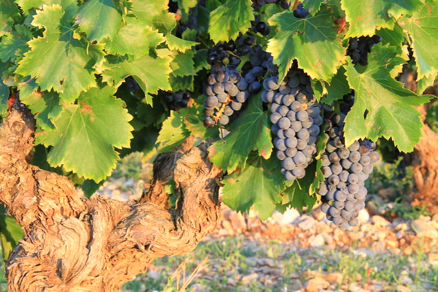 Grenache Roche